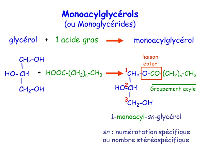 glycérol   +   1 acide gras HOOC-(CH2)n-CH3 Monoacylglycérols (ou Monoglycérides) monoacylglycérol